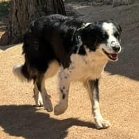 TEKOA, chienne à adopter