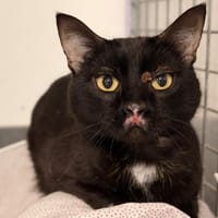 ABESSE, chat à adopter