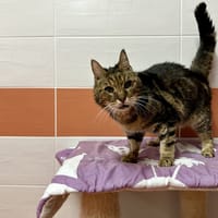TINTIN, chat à adopter