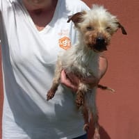 BERNADETTE, chienne à adopter