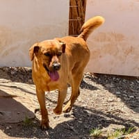 KIMI, chien à adopter
