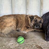 LOKUM VAA, chienne à adopter