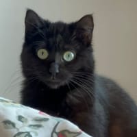 COQUILLE, chatte à adopter