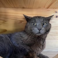 Paulo, chat à adopter