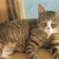 MILA, chatte à adopter