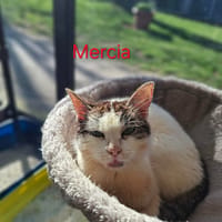 MERCIA A17387, chatte à adopter