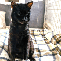 KODAMA, chat à adopter