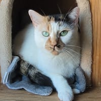GIROUETTE, chatte à adopter