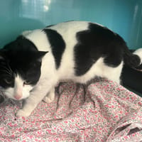 Onix, chat à adopter