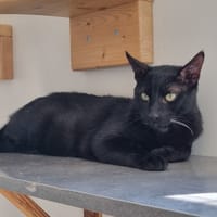 Anubis, chat à adopter
