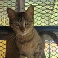 PECHE, chatte à adopter