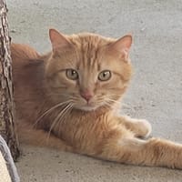 COOKIE, chat à adopter