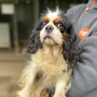ULTIME, chienne à adopter