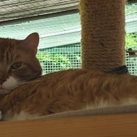 PANPAN, chat à adopter