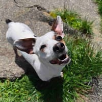 CANAILLE VAA, chienne à adopter