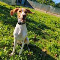 ABLO, chien à adopter