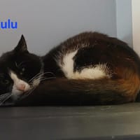 Lulu, chat à adopter