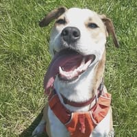 AYLA, chienne à adopter