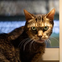 TEO A17312, chat à adopter