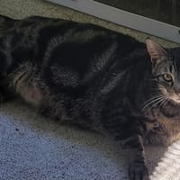 NESQUICK, chat à adopter