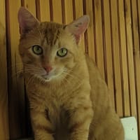 THANOS, chat à adopter