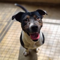 CHIPOLATA, chien à adopter