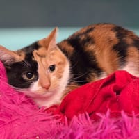 Mary réservée, chatte à adopter