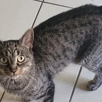 CHANEL, chatte à adopter