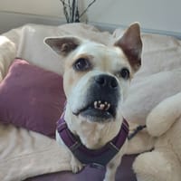 OMNESIA QCN, chienne à adopter