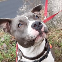 Evoila, chienne à adopter