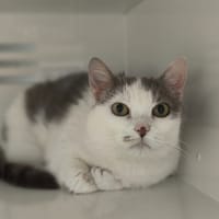 TIALA, chatte à adopter