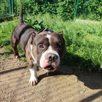 GUCCI QCN (a trouvé sa famille), chien à adopter