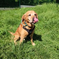 BIBOP QCN, chien à adopter