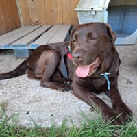 BRIOCHE QCN, chienne à adopter