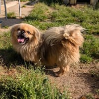 POMARD, chien à adopter