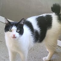 SCOTTY, chat à adopter