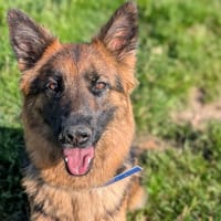 CANELLE, chienne à adopter