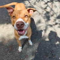 NYXIE VAA, chienne à adopter