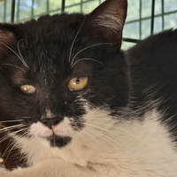 WILLOW, chat à adopter