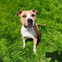 LUNA VAA, chienne à adopter