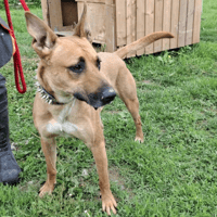 AXEL, chien à adopter