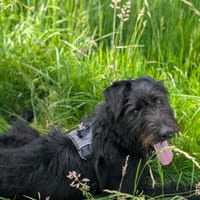 WOUAF VAA, chien à adopter