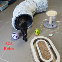 Bébé, chat à adopter