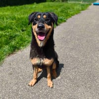 TOKYO VAA, chienne à adopter