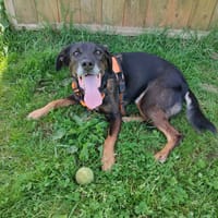 LOULOU QCN, chien à adopter