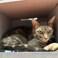 CARGO, chat à adopter