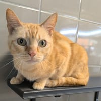MINETTE, chatte à adopter