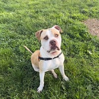 MINUS, chien à adopter