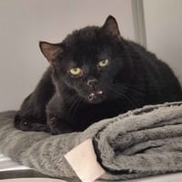 obélix, chat à adopter
