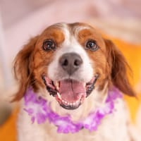 KOVOU, chien à adopter